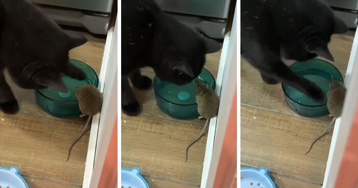 “It’s Tom And Jerry”: People Are Loving This Video Of A Cat Befriending A Mouse