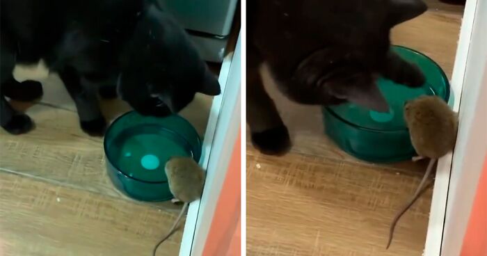 “He’s A Lover, Not A Fighter”: Simon The Cat Makes Friends With A Mouse He Was Supposed To Catch