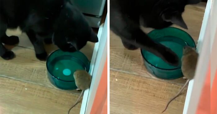 Guy Finds His Cat Making Friends With The Mouse He Was Supposed To Catch