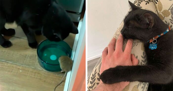 Cute Video Of A Cat Sharing His Water With A Mouse Is Winning People’s Hearts