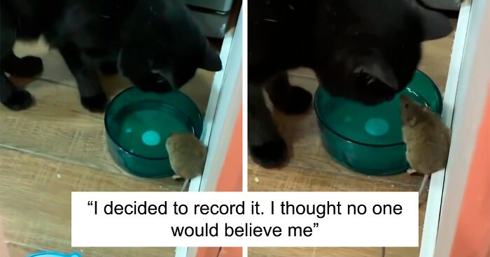 Video Capturing A Cat Just Staring At A Mouse While It’s Drinking His Water Goes Viral