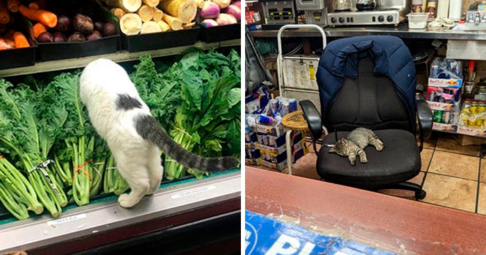 This Twitter Account Collects Photos Of Cats In Small Shops Looking Like They Own The Place (106 New Pics)