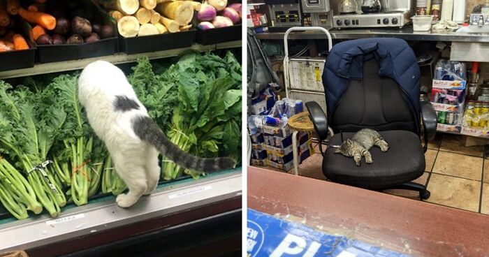 106 Pics Of The Cutest Bodega Cats Hanging Out Like They Own The Place (New Pics)