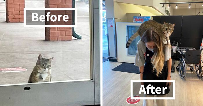 106 Bodega Cats Who Feel Right At Home (New Pics)