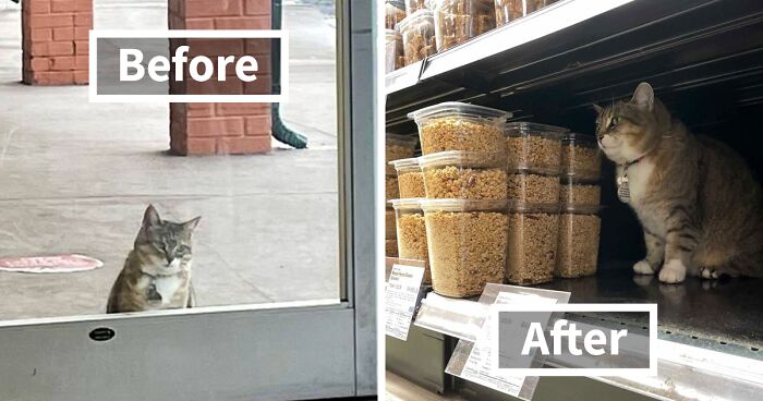 40 Cute Photos Of Bodega Cats That Feel Like Masters Of The Shops (New Pics)