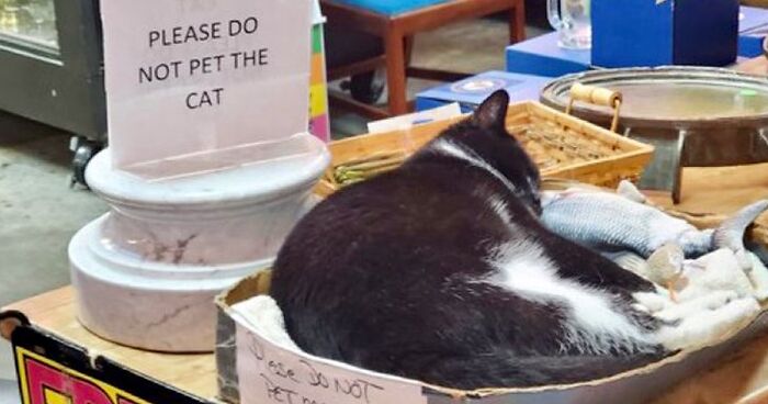 40 Cute Photos Of Bodega Cats That Feel Like Masters Of The Shops (New Pics)