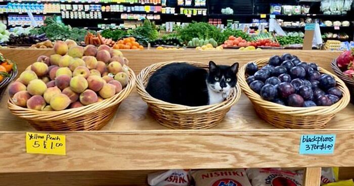 40 Cute Photos Of Bodega Cats That Feel Like Masters Of The Shops (New Pics)