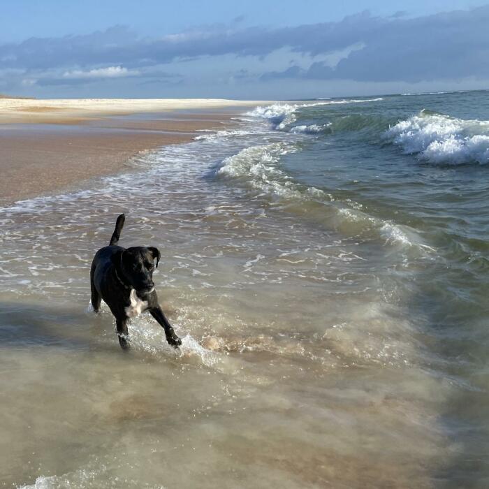 I Gave Two Rescues A Well Deserved Beach Day (39 Pics)