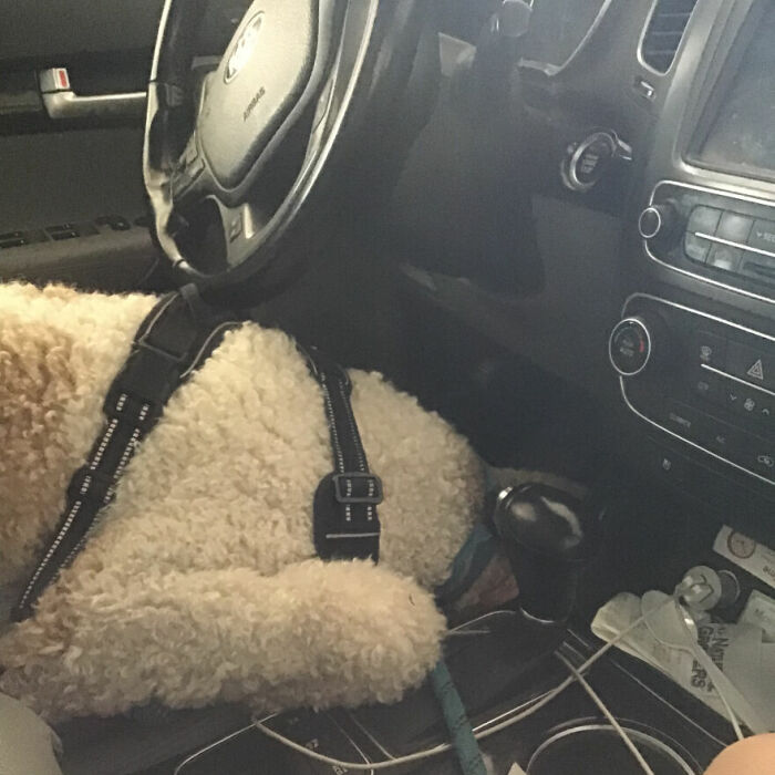 Hey Pandas, Post A Picture Of Your Pet In A Car