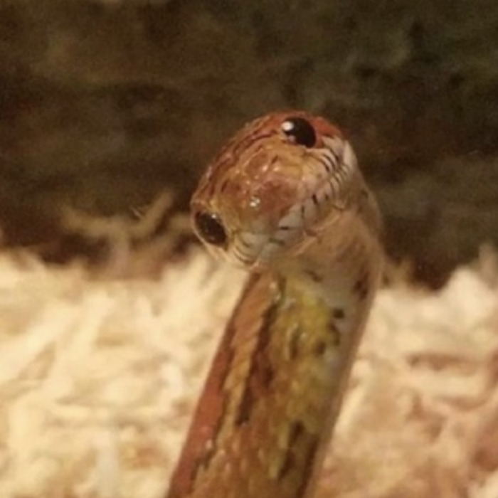 Hey Pandas, Post A Picture Of A Cute Snake