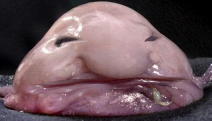 Hey Pandas, Photoshop This Picture Of A Blobfish (Closed)