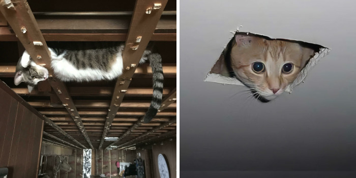 118 Funny Ceiling Cats Watching Over You