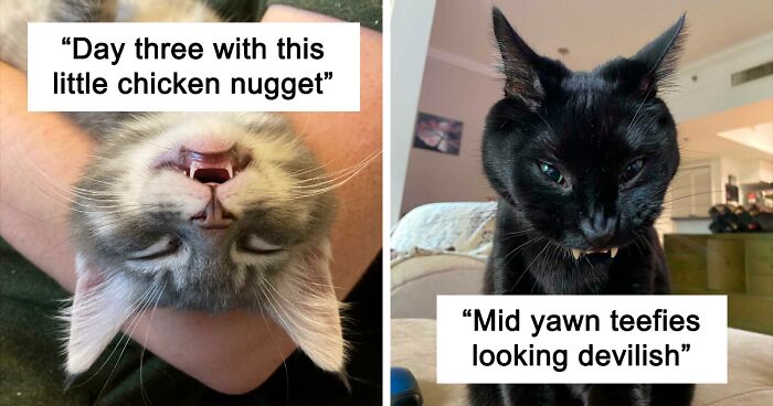 50 Times Cat Owners Got Fascinated By Their 'Teefies' (New Pics)