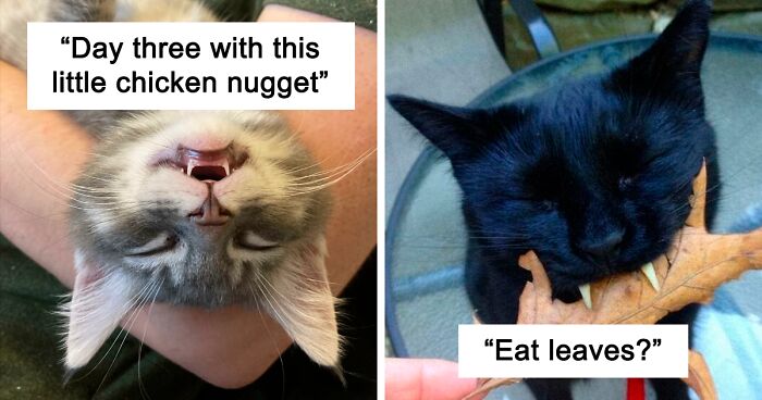 50 Times Cat Owners Got Fascinated By Their 'Teefies' (New Pics)