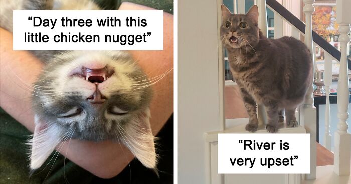 50 Times Cat Owners Got Fascinated By Their 'Teefies' (New Pics)