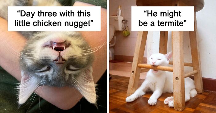 50 Times Cat Owners Got Fascinated By Their 'Teefies' (New Pics)