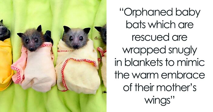 40 Lesser-Known Facts About Animals That Made People Say 'Aww' (New Pics)