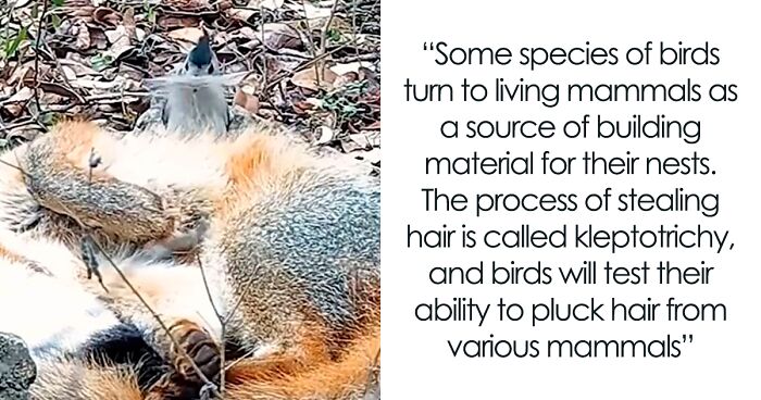 40 Lesser-Known Facts About Animals That Made People Say 'Aww' (New Pics)