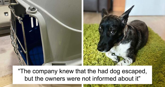 Russian Airport Staff Loses Woman's Dog And Does Not Even Notify Her, Internet Helps Find It