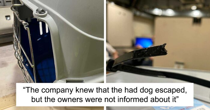 Internet Outraged After Russian Airport Staff Loses Woman's Dog, People Organize Volunteers To Help Find It