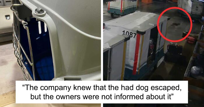 After A Week Of Public Outrage And Volunteer Search Parties, The Dog That Got Lost At The Airport Finally Got Found