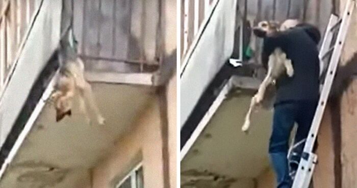 A Starving Dog Was Rescued From A Balcony As She Tried To Escape Her Apartment After Being Locked Up By Her Alcoholic Owner