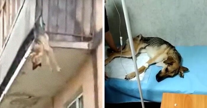 Dog Was Locked Up Inside An Apartment By Her Cruel Alcoholic Owner, Locals Rescue Her After She Was Spotted Trying To Get Out Through A Balcony