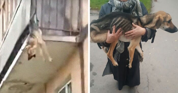 Starving Dog Tried To Escape Her Abusive Owner Through A Balcony After Being Locked Up Without Food, Gets Rescued By The Locals