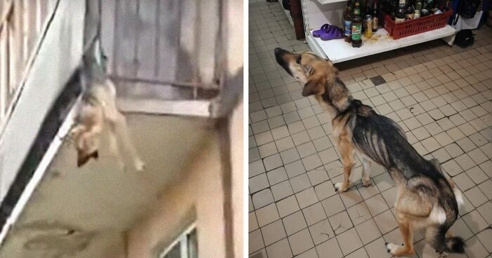 Starving Dog Tried To Escape Her Apartment Through The Edge Of A Balcony After Being Locked Up Without Food By Her Abusive Owner