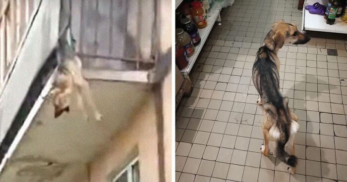 Locals Spot A Dog Stuck On The Edge Of A Balcony, Turns Out She Tried To Escape Her Abusive Owner