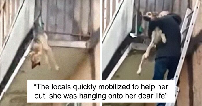 Dog Escapes Apartment Of Her Abusive Owner Through A Balcony, Gets Rescued By Locals