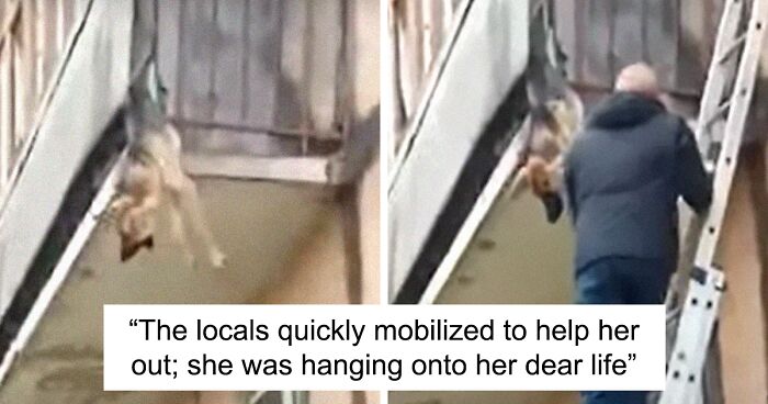 Locals Spot A Dog Stuck On The Edge Of A Balcony, Turns Out She Tried To Escape Her Abusive Owner