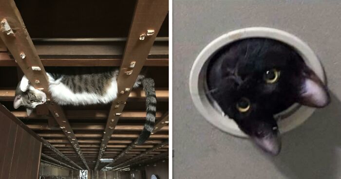 118 Times People Looked Up To The Ceiling And Found Cats