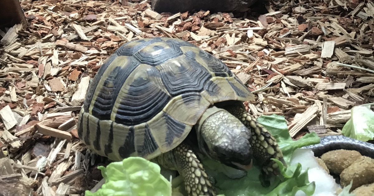 Hey Pandas, Photoshop My Derpy Tortoise | Bored Panda