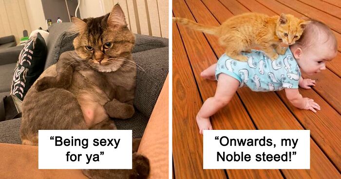 98 Of The Funniest Cat Pictures On The Internet (New Pics)