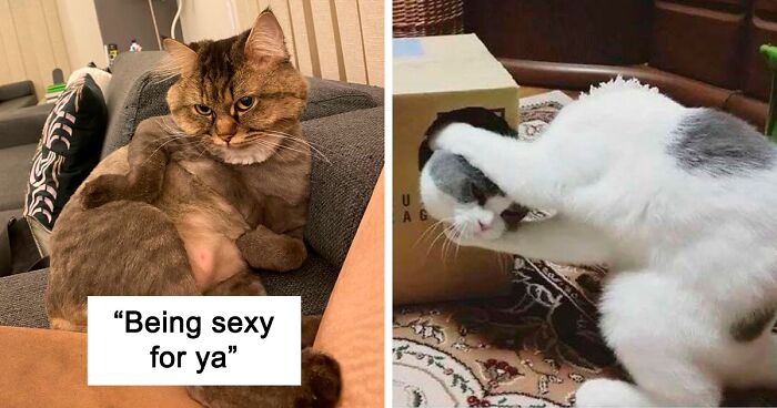 Just 98 Funny Cat Pictures To Put A Smile On Your Face (New Pics)