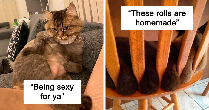 98 Pics Of Cats Being Unintentionally Funny (New Pics)