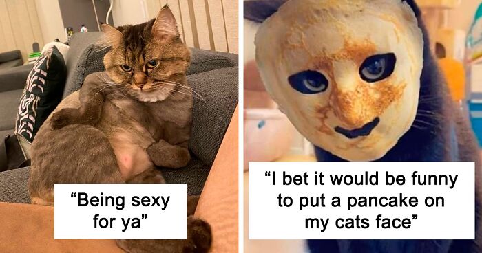 98 Times Cats Were Hilarious (New Pics)