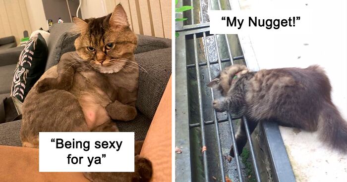 98 Times People Snapped Funny Pics Of Their Cats And Shared Them Online (New Pics)