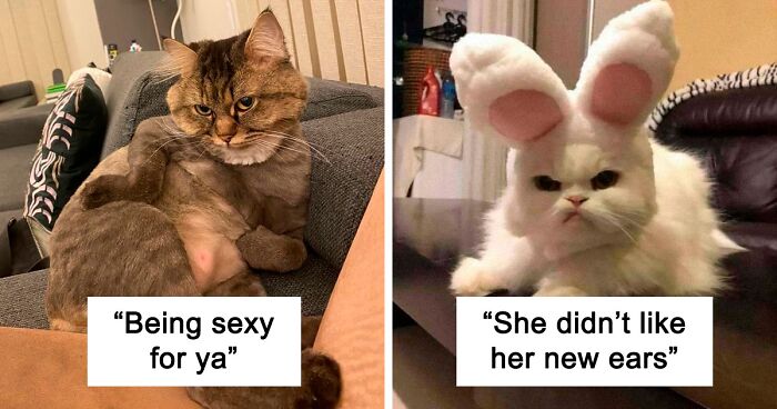 50 Of The Funniest Cat Pictures On The Internet (New Pics)