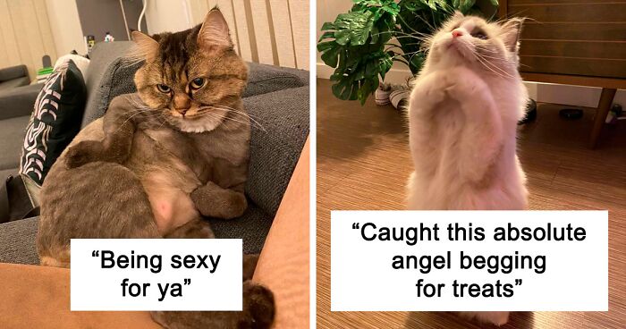 50 Of The Funniest Cat Pictures On The Internet (New Pics)