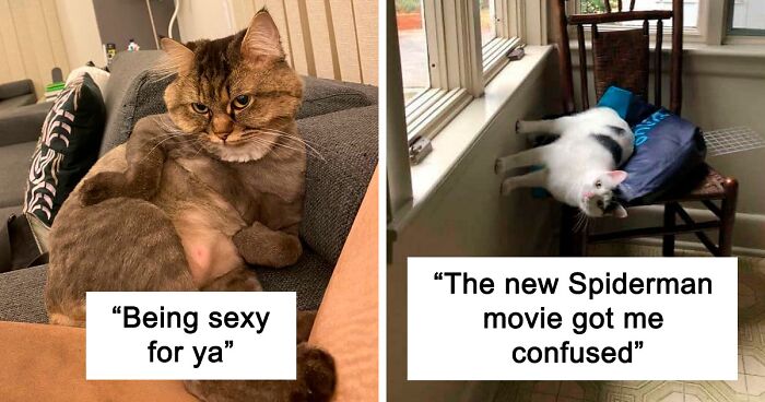 50 Of The Funniest Cat Pictures On The Internet (New Pics)