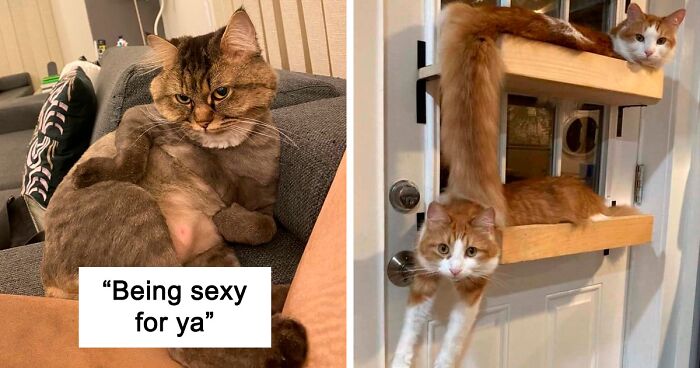 50 Of The Funniest Cat Pictures On The Internet (New Pics)