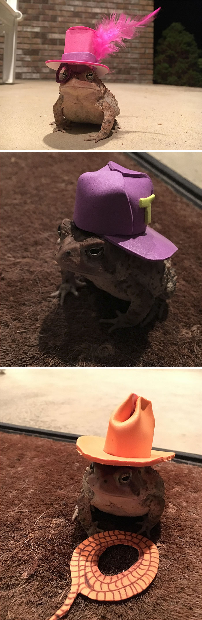 The Toad That Hangs Out On My Porch Needed A Hat