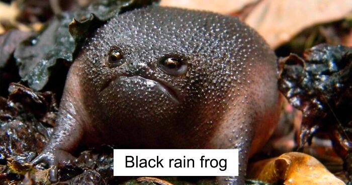 95 Adorable And Funny Frog Pics To Make Your Day Better