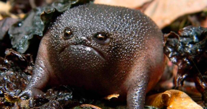 95 Adorable And Funny Frog Pics To Make Your Sadness Hop Away