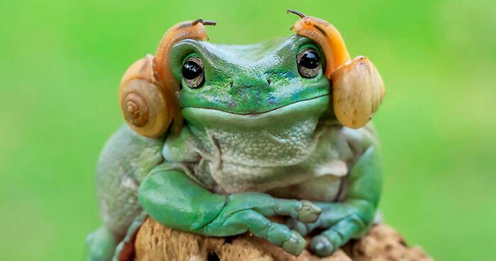 95 Times People Captured Such Cute Or Funny Frog Pics, They Just Had To Share Them Online