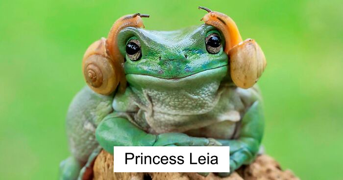 95 Of The Cutest And Funniest Frog Pics Posted Online