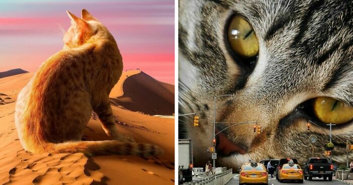 91 Surreal Photo Edits With Giant Cats By Matt McCarthy (New Pics)