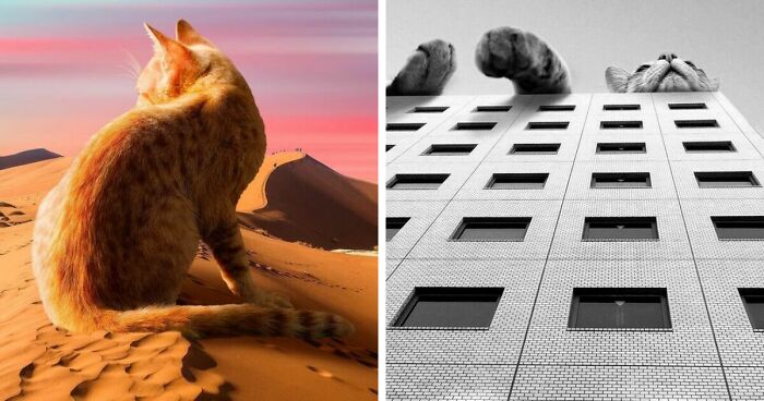 91 Surreal Photo Edits With Giant Cats By Matt McCarthy (New Pics)